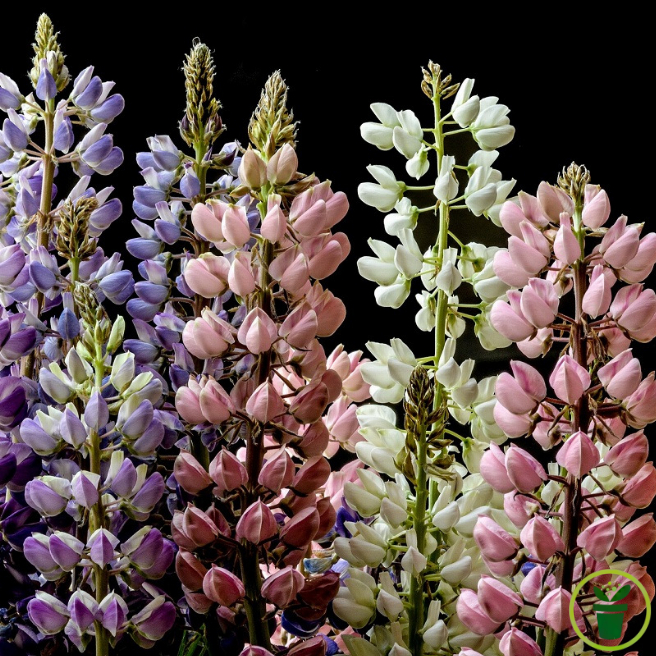 Graines de Lupin Pixie Delight varié, lupin nain aux fleurs pastel