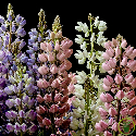 Lupin nain Pixie Delight varié 100 graines