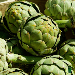 Artichaut Vert de Provence 20 graines
