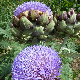 Graines d'Artichaut Vert de Provence à semer au potager