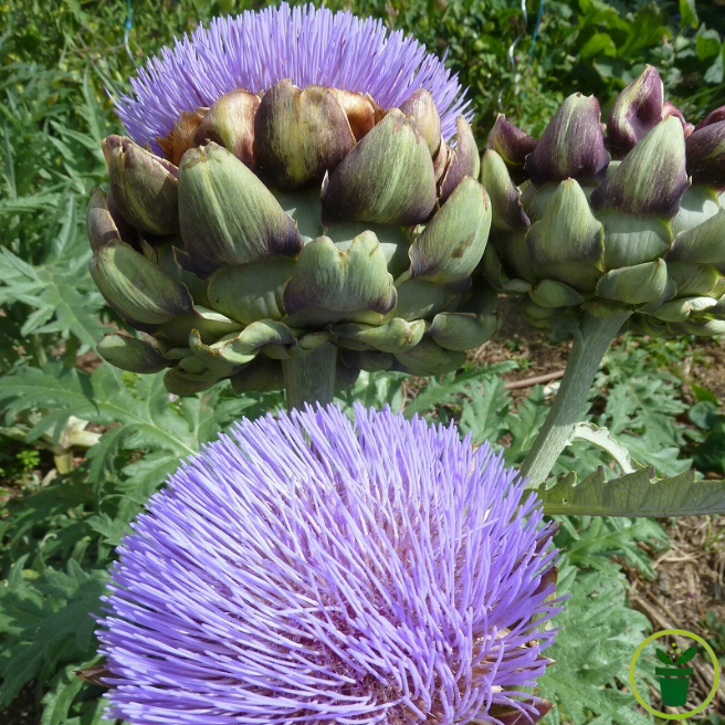 Graines d'Artichaut Vert de Provence à semer au potager