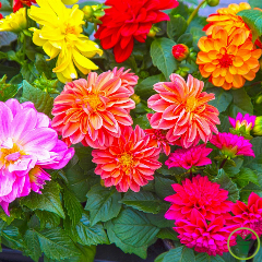 Dahlia Roméo nain varié 100 graines