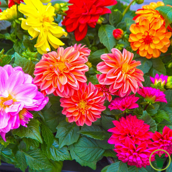 Dahlia nain Roméo varié en massif fleuri : blanc, rouge, rose, jaune, violet