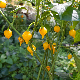 Graines de piment Biquinho jaune Amarela, petits fruits en forme de larme dorée, variété brésilienne 