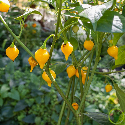 Piment Biquinho Amarela Jaune 25 graines