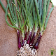 Graines de Ciboule commune Rouge à semer au potager - Graines-Semences