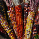 Épi de maïs d'ornement multicolore aux grains rouges, violets et jaunes séché