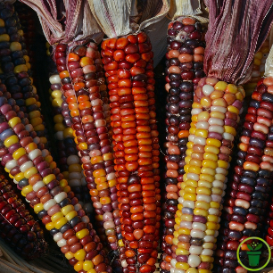 Épi de maïs d'ornement multicolore aux grains rouges, violets et jaunes séché