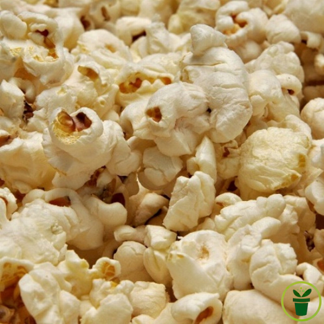 Épi de maïs Popcorn séché aux grains prêts à éclater en pop-corn maison