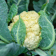 Graines de chou-fleur Merveille de Toutes Saisons à semer au potager