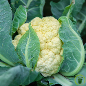 Chou-fleur Merveille de Toutes Saisons 300 graines