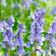Scille Campanulata bleu 5 bulbes