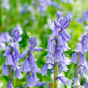 Scille campanulata – Bulbes