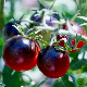 Graines de tomate cerise Black Cherry, variété ancienne noire à semer au potager