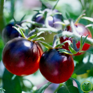 Graines de tomate cerise Black Cherry, variété ancienne noire à semer au potager