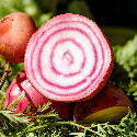 Betterave potagère Chioggia 600 graines