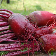 Betterave Cylindrica à racine allongée et chair rouge sucrée - graines à acheter
