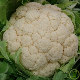 Graines de chou-fleur Snowball, pomme blanche compacte au potager