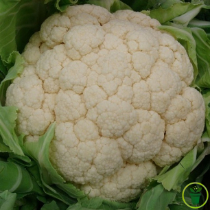Graines de chou-fleur Snowball, pomme blanche compacte au potager