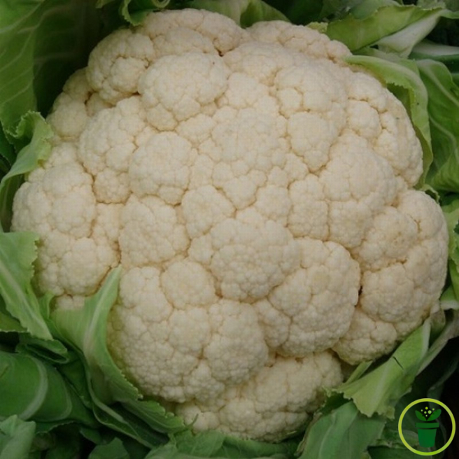 Graines de chou-fleur Snowball, pomme blanche compacte au potager