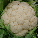 Chou-fleur Snowball 300 graines