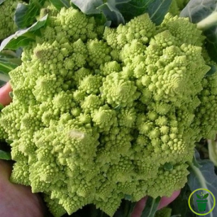 Chou-fleur Romanesco Natalino vert à pomme fractale dans un potager 