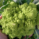 Chou-fleur Romanesco Natalino vert 300 graines
