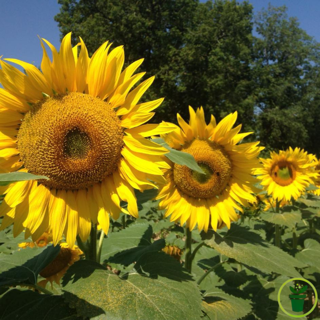 Tournesol nain jaune en pot sur terrasse, floraison compacte