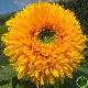 Graines de Tournesol double pompon jaune géant de Californie
