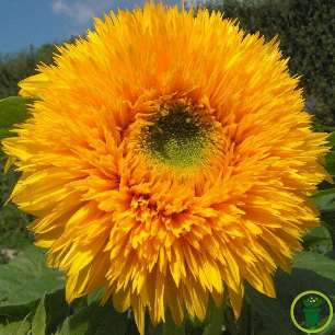 Graines de Tournesol double pompon jaune géant de Californie