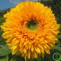 Tournesol double Géant de Californie 100 graines