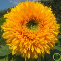 Tournesol double Géant de Californie 100 graines