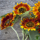 Tournesol Beauté d'Automne aux teintes orangées et cuivrées