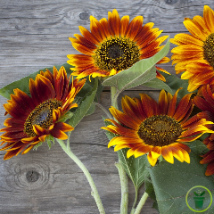Tournesol Beauté d'Automne 100 graines