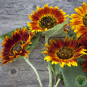 Tournesol Beauté d'Automne 100 graines