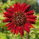 Tournesol Moulin Rouge aux pétales rouge foncé dans un massif