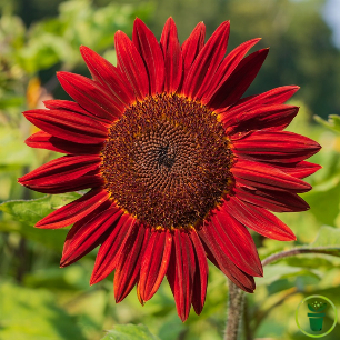 Tournesol Moulin Rouge aux pétales rouge foncé dans un massif