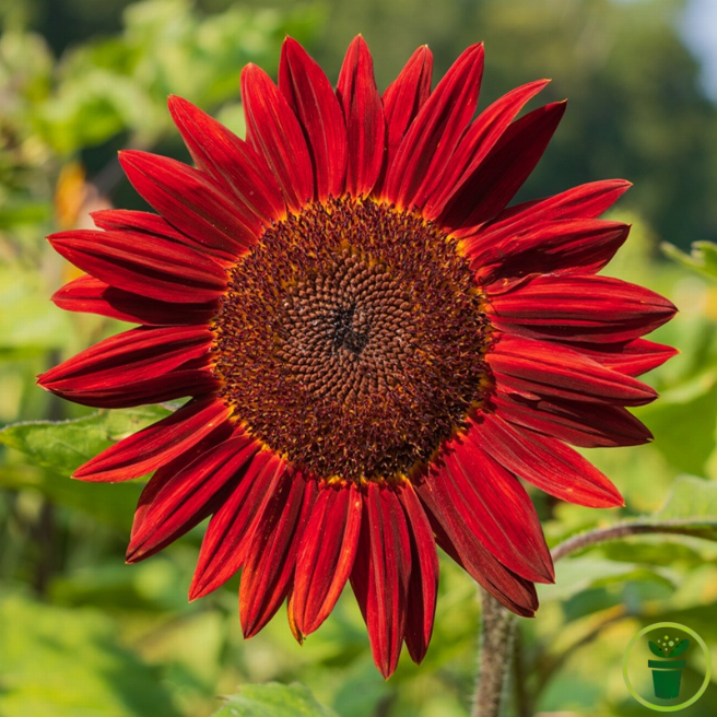 Tournesol Moulin Rouge aux pétales rouge foncé dans un massif