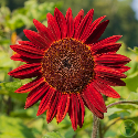 Tournesol Moulin Rouge 100 graines