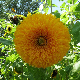 Graines de Tournesol double pompon jaune géant de Californie