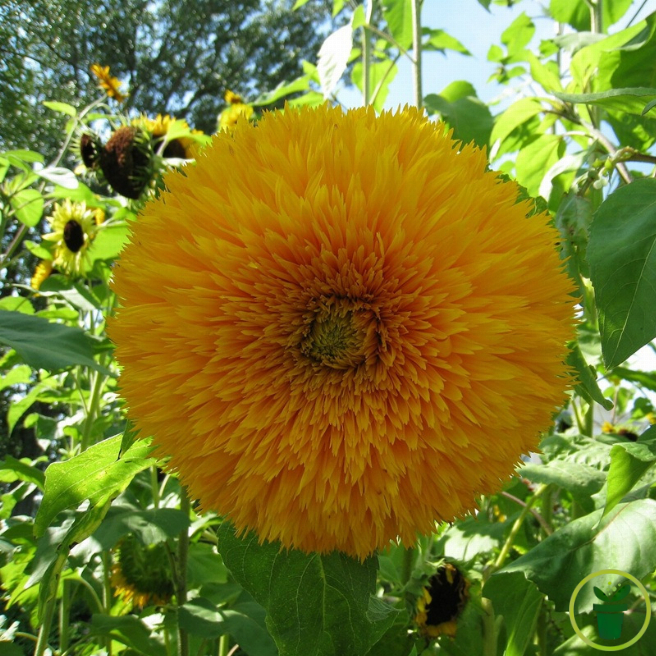 Graines de Tournesol double pompon jaune géant de Californie