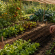 Semis de légumes d'automne dans un potager en août