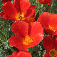 Fleur rouge intense d'Eschscholtzia Red Chief au jardin