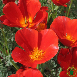 Fleur rouge intense d'Eschscholtzia Red Chief au jardin