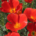 Eschscholtzia de Californie Red Chief 500 graines