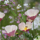 Fleur mauve pâle d'Eschscholtzia au jardin ensoleillé