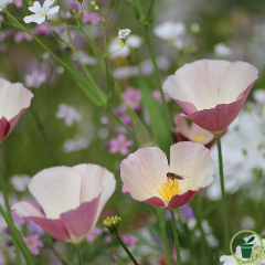 Eschscholtzia de Californie Purple Gleam 500 graines