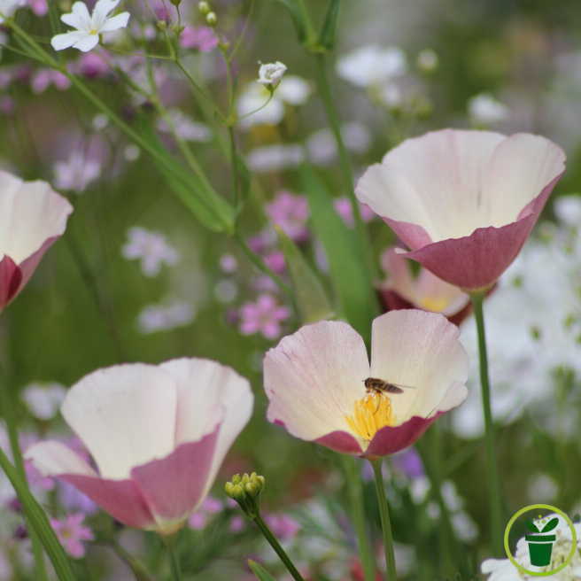 Fleur mauve pâle d'Eschscholtzia au jardin ensoleillé