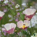 Eschscholtzia de Californie Purple Gleam 500 graines