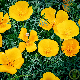 Eschscholtzia de Californie Golden West en fleur, pétales jaune doré éclatant